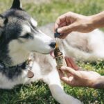 CBD for pets South Africa