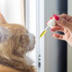 CBD for pets, pet wellness, CBD for pets studies, pet health, CBD pain relief, pet anxiety, CBD oil for pets, natural remedies for pets, CBD research for pets