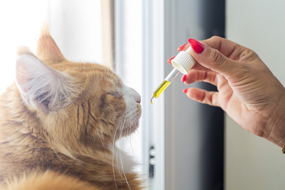 CBD for pets, pet wellness, CBD for pets studies, pet health, CBD pain relief, pet anxiety, CBD oil for pets, natural remedies for pets, CBD research for pets