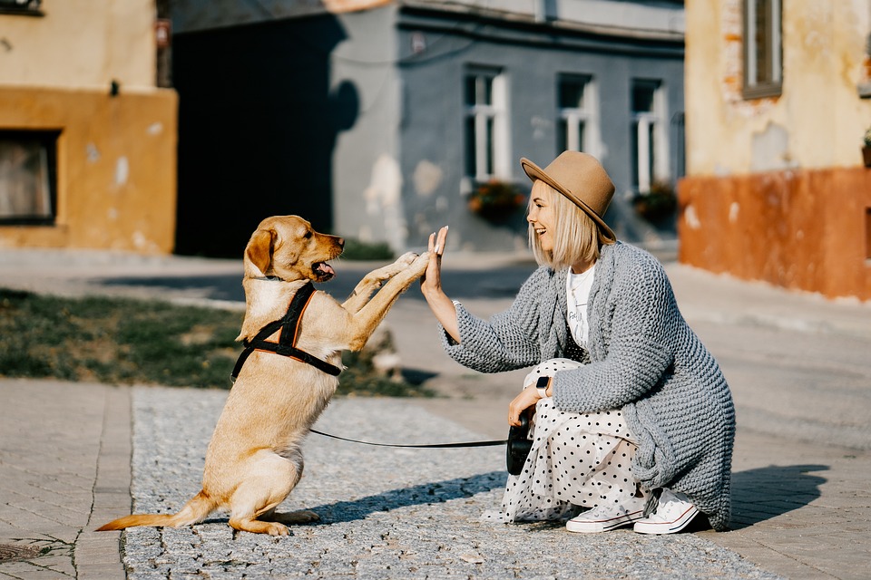 Best CBD for Dog Anxiety: The Secret to Calm and Happy Dogs You Need to Try